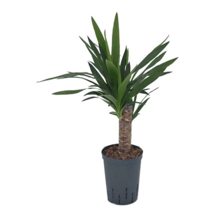 Plante hydrophile yucca pied d'éléphant Yucca elephantipes pot Ø 15 cm / H 60 cm