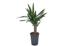 Hydropflanze Palmlilie Yucca elephantipes Topf Ø 15 cm / Höhe 60 cm