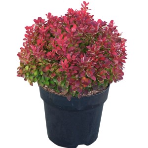 Berberis Ruby Star in vaso: Berberis thunbergii compatta con fogliame rosso intenso.