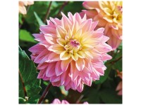 Grow by OBI Dahlie Mondriaan Rosa 1 Stk. Grow by OBI Dahlie Mondriaan Rosa 1 Stk.