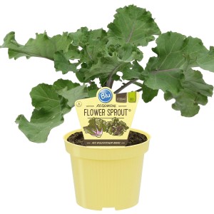 Choux de Bruxelles bio 'Flower Sprout' Blu en pot jaune, légume-feuille avec feuilles vertes et accents violets.