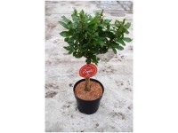 Rose Zepeti® Stämmchen Topf Ø 23 cm Rose Zepeti® Stämmchen Topf Ø 23 cm