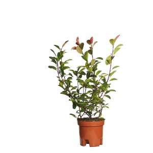 Fotinia Red Robin in vaso (Ø 5cm) con foglie rosse e verdi.