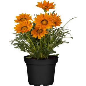 Mélange de fleurs orange en pot (Ø 14cm) pour plantation printanière.