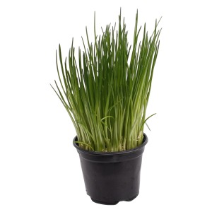 Ciboulette en pot (Ø 9cm), herbe aromatique fraîche pour usage polyvalent.