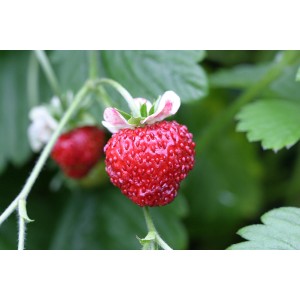 Gros plan d'une fraise rouge Blu Bio-Erdbeere Gourmet (Fragaria) en pot, entourée de feuilles vertes.