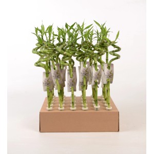 Bambou de la chance spirale, hauteur 45 cm, en pot. Plante d'intérieur décorative.