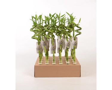 Glcksbambus Lucky Bamboo Spirale 45 cm Topf  ca. 2 cm