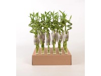 Glücksbambus Lucky Bamboo Spirale 45 cm Topf Ø ca. 2 cm