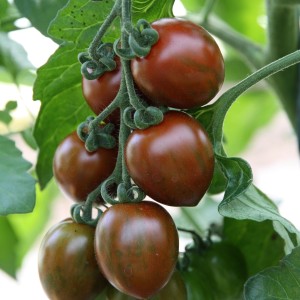 Tomate Blu Balkonia, fruits rouge foncé sur la plante.