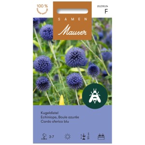 Confezione di semi di cardo pallottola, fiori viola per aiuole e bouquet secchi.