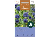 Kugeldistel Kugeldistel