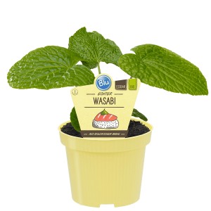 Herbe aromatique Blu Wasabi en pot (Ø 12cm) avec des feuilles vertes.