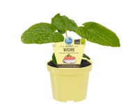 Wasabi Topf-Ø ca. 12 cm