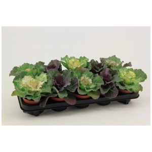Brassica Oleracea Mix en pot, couleurs variées. Plante décorative d'automne et d'hiver.