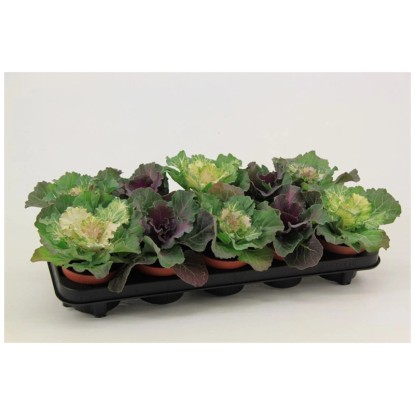 Brassica Oleracea mélange pot Ø 10,5 cm / 1 pc