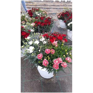 Mix di piante da aiuola in vaso (Ø 25 cm) con fiori rossi, bianchi e rosa per balcone e terrazza.