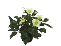 Christrose ''Helleborus''