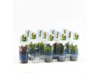 Aquariumpflanzen im Becher verschiedene Sorten Topf Ø 7 cm / 1 Stk.