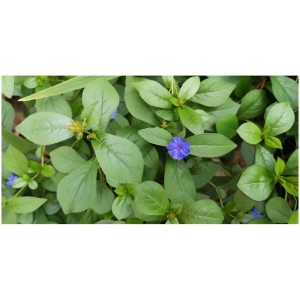 Chinesischer Bleiwurz im Topf mit grünen Blättern und blauen Blüten.