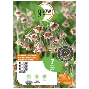 Bulbe d'ail d'ornement GROW by OBI Nectaroscordum, blanc-violet, 7 pièces, env. 80 cm de haut.