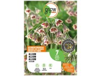 GROW by OBI Blumenzwiebel Zierlauch Nectaroscordum Weiss/Purpur 80 cm / 7 Stk.