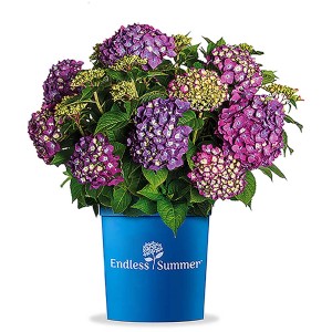 Ortensia Ballhortensie Endless Summer SummerLove in vaso con fiori viola.