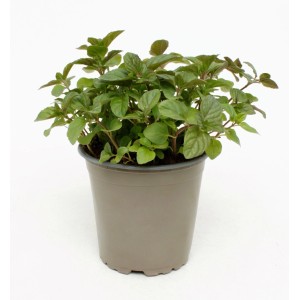 Menta arancio bio (Mentha piperita) in vaso, foglie verdi. Erbe aromatiche per cucina e giardino.