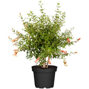 Albero di melograno Punica granatum in vaso, alto circa 60-80 cm, con fiori arancioni.