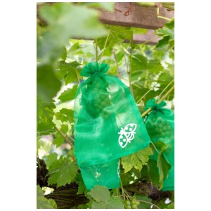 Raisins dans des sacs de protection verts d'Andermatt Biogarten, pour la protection contre les parasites.
