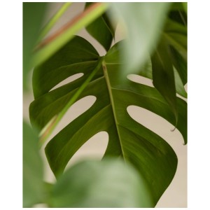 Gros plan sur une grande feuille verte de la plante d'intérieur Feey Monstera deliciosa XL.