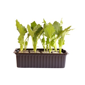 Chou-rave blanc bio, barquette de 12 : Jeunes plants de chou-rave verts dans un plateau foncé.