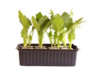 Kohlraben Weiss Bio 12er-Schale