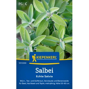 Kiepenkerl Salvia vera: Primo piano delle foglie verdi e aromatiche della pianta aromatica.