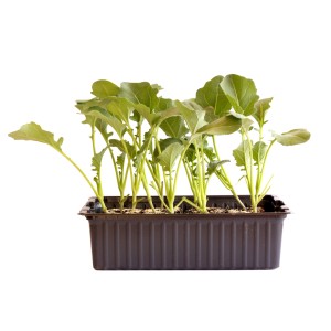 Jeunes plants de brocolis bio en barquette de 12, idéal pour cultiver des légumes dans votre propre jardin.
