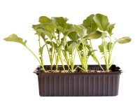 Broccoli Bio 12er-Schale