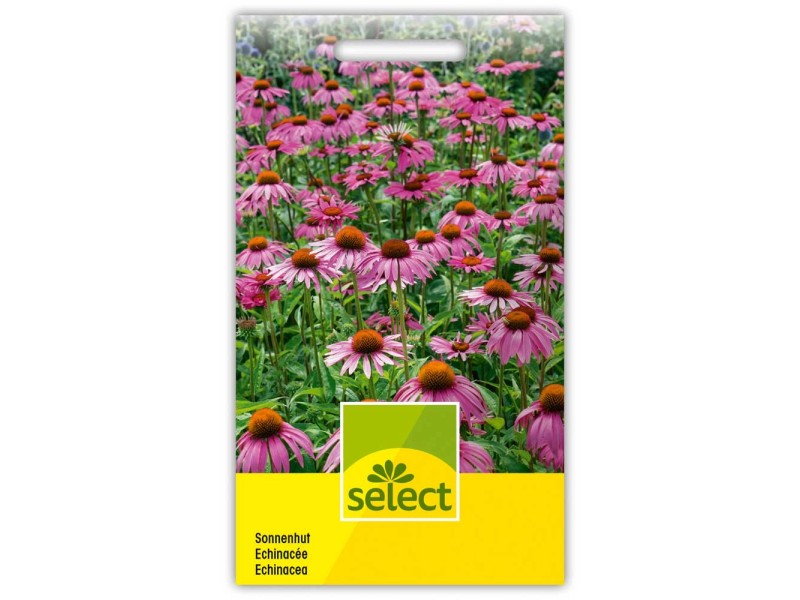 Sonnenhut Echinacea purpurea Karminrot kaufen bei OBI