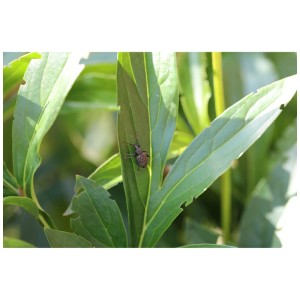 Charançon sur feuille : Bon de commande ColeoStop® pour la lutte biologique.