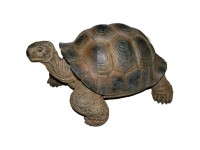 Vivid Arts Schildkröte Dunkelbraun (HxBxT) 26,5 x 45 x 36 cm