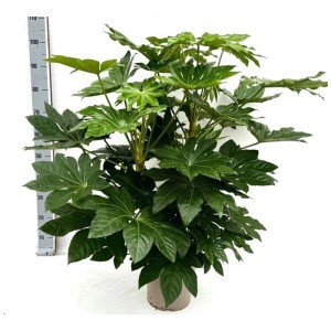 Aralia du Japon (Fatsia japonica) en pot, env. 105 cm de haut, avec de grandes feuilles lobées.