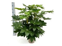 Japanische Aralie Fatsia japonica Topf Ø 24 cm / Höhe 105 cm