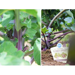Blu Chou de Bruxelles Flower Sprout bio en pot, gros plan de la plante avec tige violette et feuilles vertes.