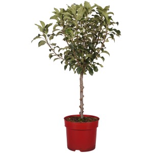 Zwergapfel 'Pumila' im Topf, ca. 45cm hoch. Kompakter Apfelbaum für Balkon und Garten.
