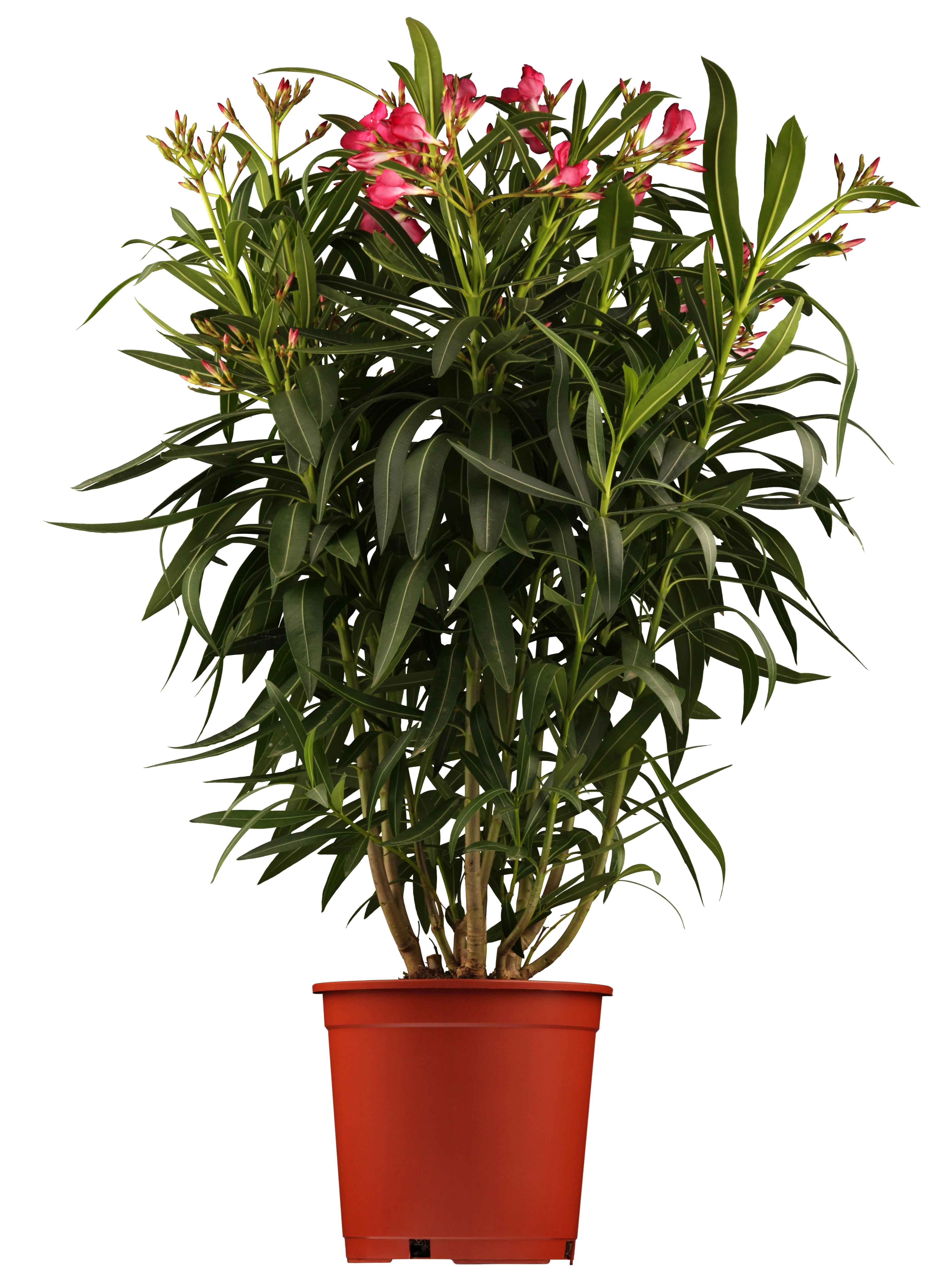 GROW by OBI Oleander Nerium Rosso vaso Ø 30 cm - Piante