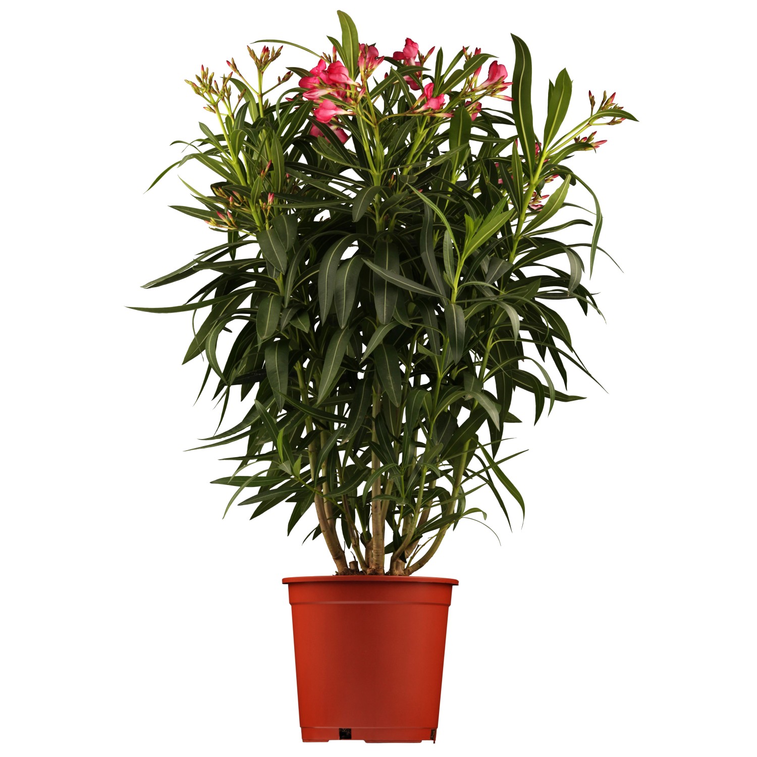 GROW by OBI Laurierrose Nerium oleander Rouge pot Ø 30 cm