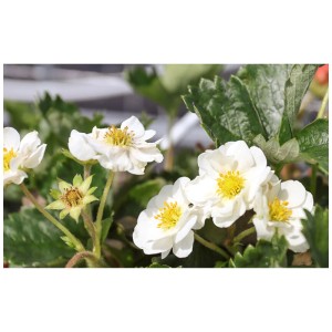 Gros plan sur les fleurs blanches du fraisier Merci® Summer Breeze Snow en pot.