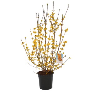 Forsythia Goldrausch en pot, forsythia à fleurs jaunes.