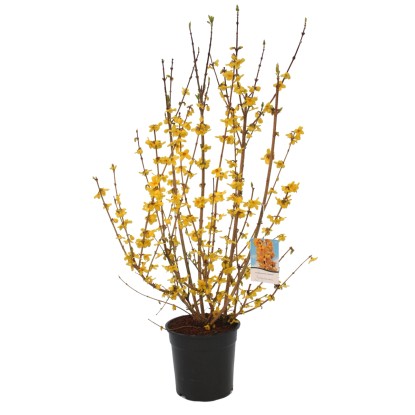 Forsizia «Goldrausch», Calibrachoa dorata Giallo 10 l