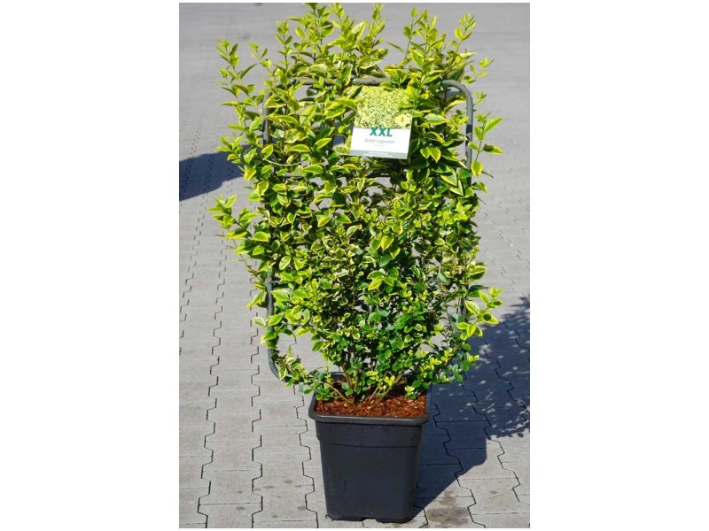 photinia red robin wachstum pro jahr Photinia fraseri 'Little Red Robin' / Kleine Rote Glanzmispel