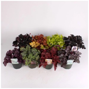 Heuchera Indian Summer assortito in vari colori in vaso (Ø 15cm).